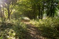 Woodland Pathway Royalty Free Stock Photo