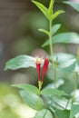 Woodland pinkroot Spigelia marilandica Little Redhead, red flowering plant Royalty Free Stock Photo