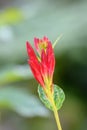 Woodland pinkroot Spigelia marilandica Little Redhead, red buds Royalty Free Stock Photo