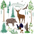 Woodland Plants and Animals Set