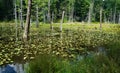 Woodland Pond and Dead Trees