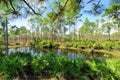 Woodland Pond Horizontal