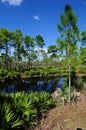 Woodland Pond vertical