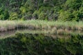 Woodland reflections in Kennett River, Great Ocean Road, Australia