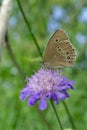 Woodland Ringlet butterfly on a widow flower