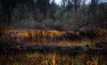 Woodland rural landscape in autumn gold colors