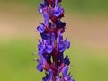 Woodland sage or Balkan clary, Salvia nemorosa