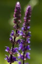 Woodland sage Royalty Free Stock Photo