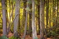 Woodland scene in autumn fall.