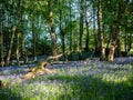 Bluebell Woods with Spring sunshine Royalty Free Stock Photo