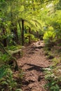 Woodland scene in New Zealand native forest