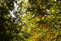 Woodland scene at the start of autumn