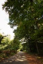 Woodland scene at the start of autumn