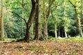 Woodland scene at the start of autumn