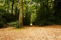 Woodland scene at the start of autumn