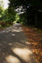 Woodland scene at the start of autumn