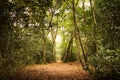 Woodland scene at the start of autumn