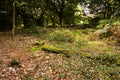 Woodland scene at the start of autumn