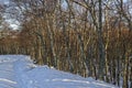 Woodland of Silver Birch Trees beside the Snow covered track to Loch Lee in the Cairngorms.