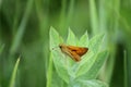 Woodland skipper butterfly on swamp milkweed closeup view Royalty Free Stock Photo