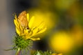 Woodland Skipper Ochlodes sylvanoides