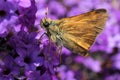 Woodland Skipper on Purple Heliotrope Royalty Free Stock Photo