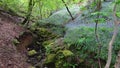 Bluebells near rocky rill.