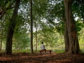 Woodland Solitude Royalty Free Stock Photo