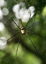 Woodland Spider Royalty Free Stock Photo