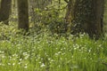 Woodland in spring Royalty Free Stock Photo
