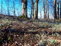 Woodland in spring full of blooming wild flowers incl. common snowdrop Royalty Free Stock Photo