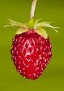 Woodland strawberry Royalty Free Stock Photo