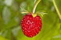 Woodland strawberry Royalty Free Stock Photo