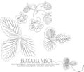 Fragaria vesca flowers, berries contour vector illustration