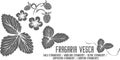 Fragaria vesca leafs fruits and flowers silhouette vector illustration