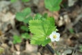 Woodland strawberry Fragaria vesca white flower Royalty Free Stock Photo
