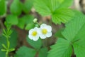 Woodland strawberry Fragaria vesca white flower Royalty Free Stock Photo