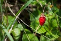 Woodland strawberry Royalty Free Stock Photo