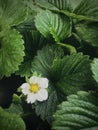 Woodland strawberry flower. Little white flower hidden in green leaves.