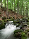 Woodland Stream.