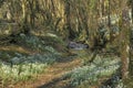 Woodland stream with carpet of Snowdrops