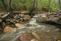Woodland Stream in the Chiricahua Mountains - Portal, Arizona