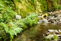 Woodland stream next to ferns