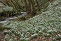 Woodland stream with Snowdrops