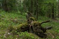 Woodland. Stump by surrounded by trees and grass