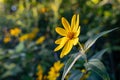 Woodland sunflower in bloom during a Minnesota summer