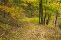 Woodland Trail in the Blue Ridge Mountains