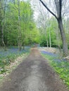 Woodland trail through a bluebell wood in England. Royalty Free Stock Photo