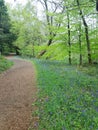 Woodland trail through a bluebell wood in England. Royalty Free Stock Photo