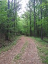 Woodland trail in country